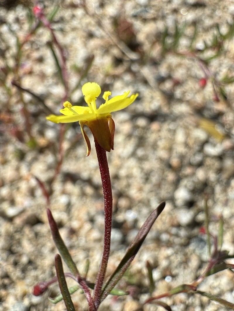 Kern River Evening Primrose photo 6