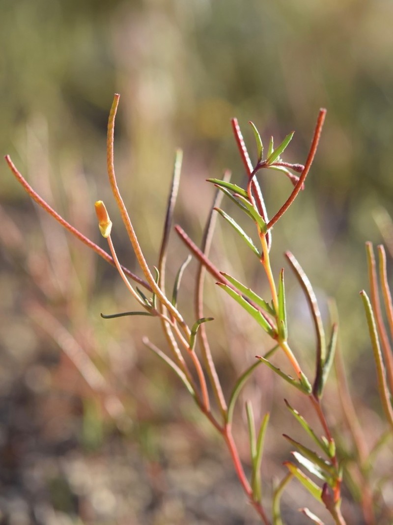 Kern River Evening Primrose photo 7