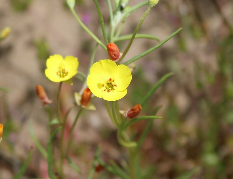 Kern River Evening Primrose photo 8