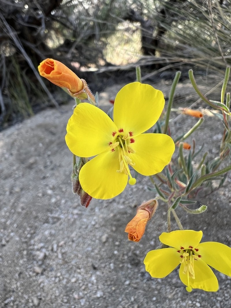Kern County Evening Primrose
