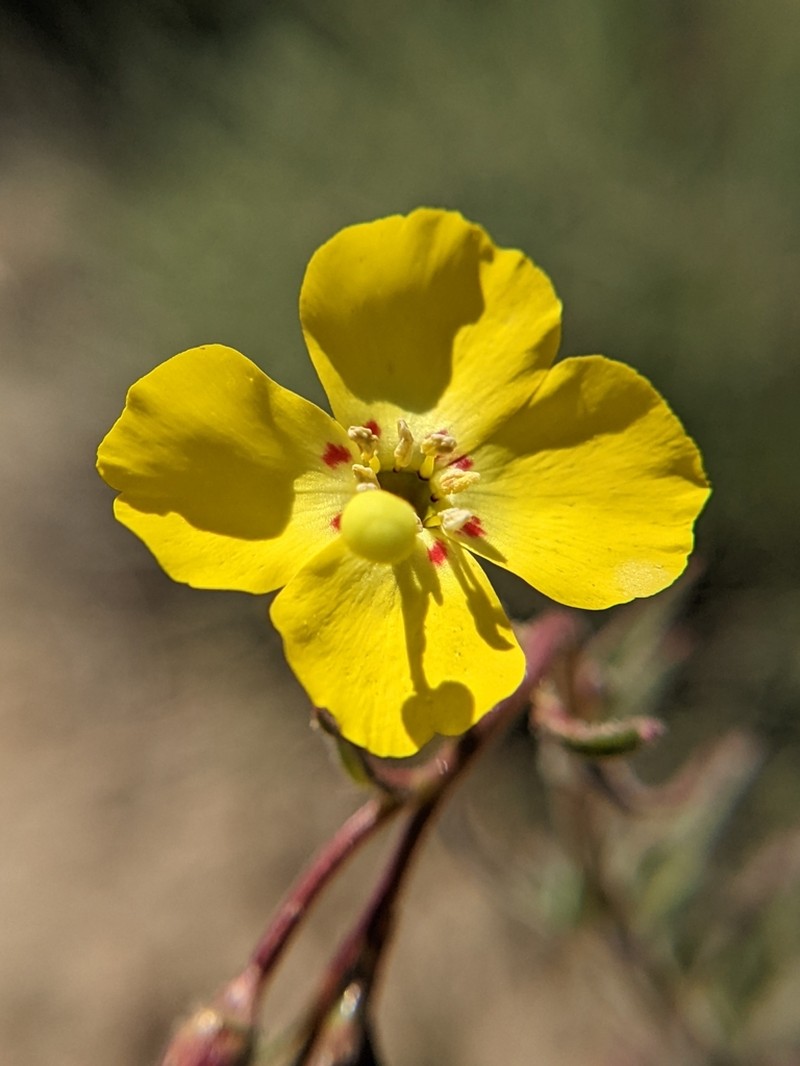Kern County Evening Primrose photo 2