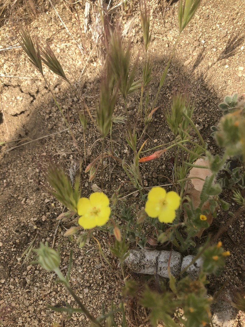 Kern County Evening Primrose photo 3