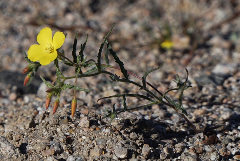 Kern County Evening Primrose photo 4