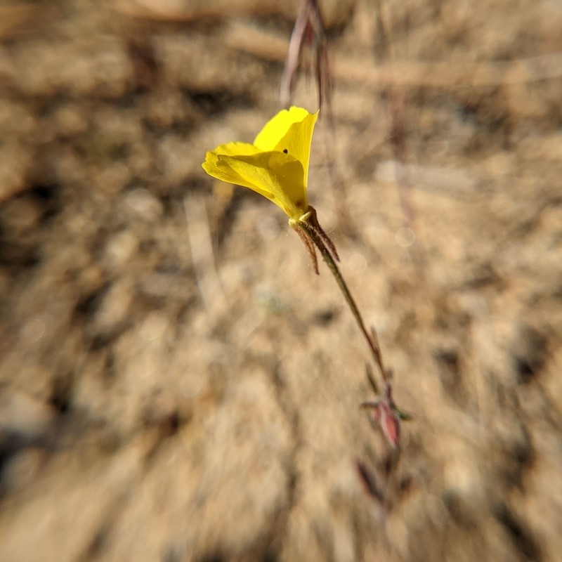 Kern County Evening Primrose photo 5
