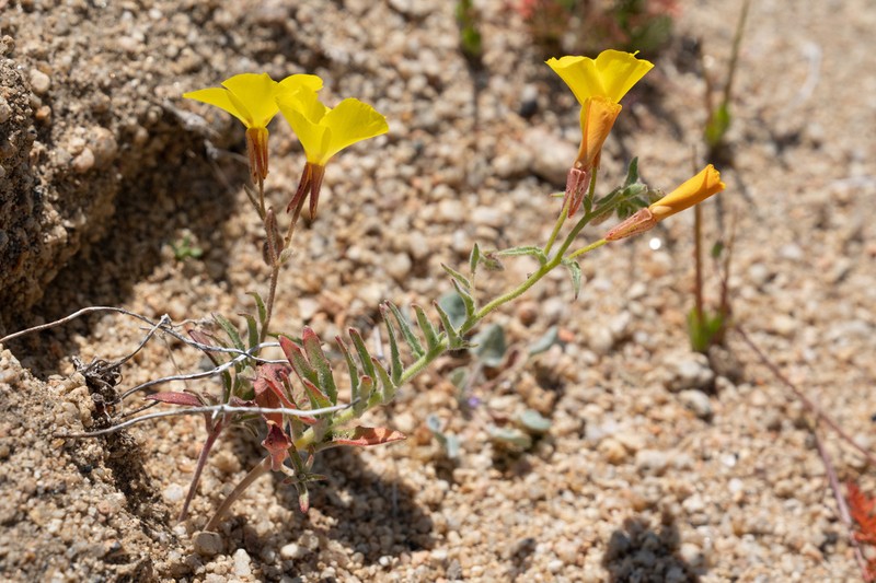 Kern County Evening Primrose photo 6