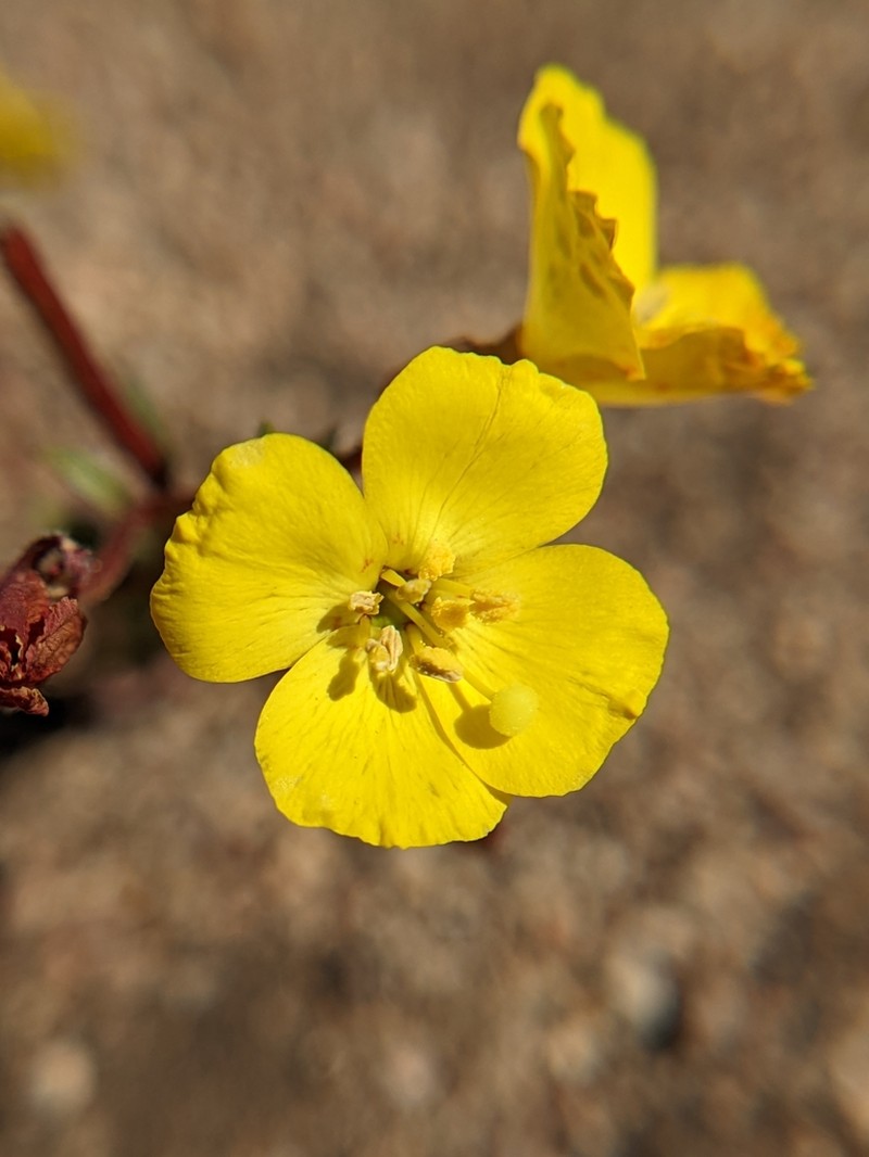 Kern County Evening Primrose photo 7