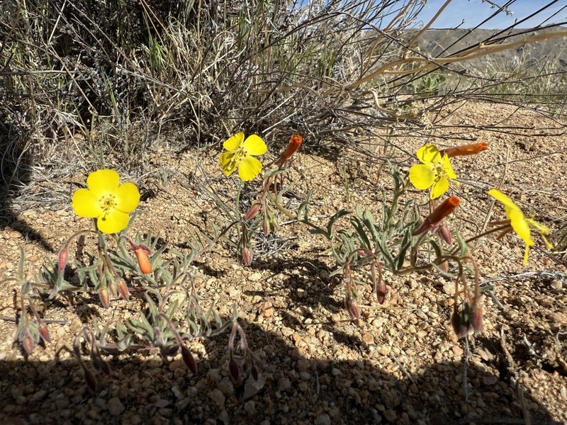 Kern County Evening Primrose photo 8