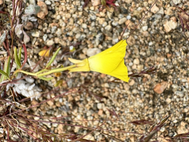 Camissonia kernensis subsp. gilmanii