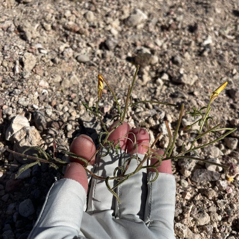 Camissonia kernensis subsp. gilmanii photo 2