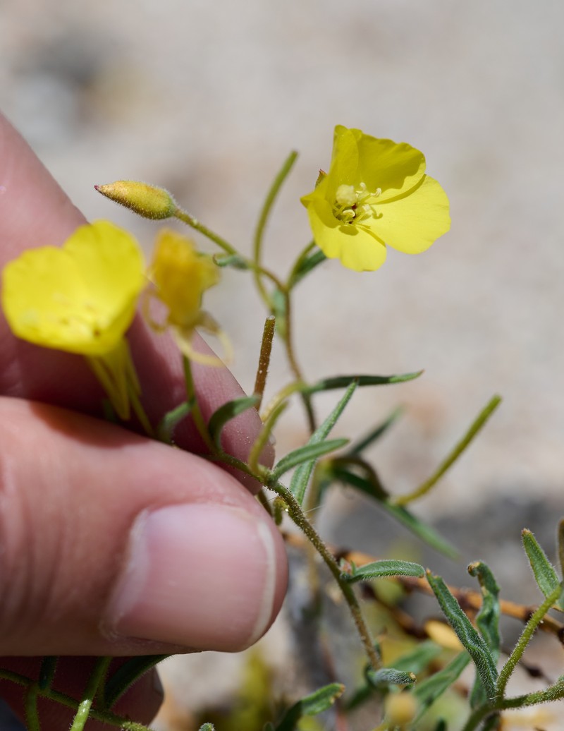 Camissonia kernensis subsp. gilmanii photo 3