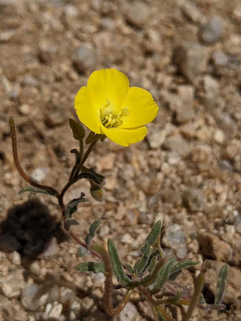 Camissonia kernensis subsp. gilmanii photo 4