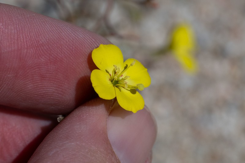 Camissonia kernensis subsp. gilmanii photo 5