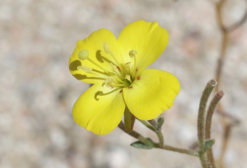 Camissonia kernensis subsp. gilmanii photo 6
