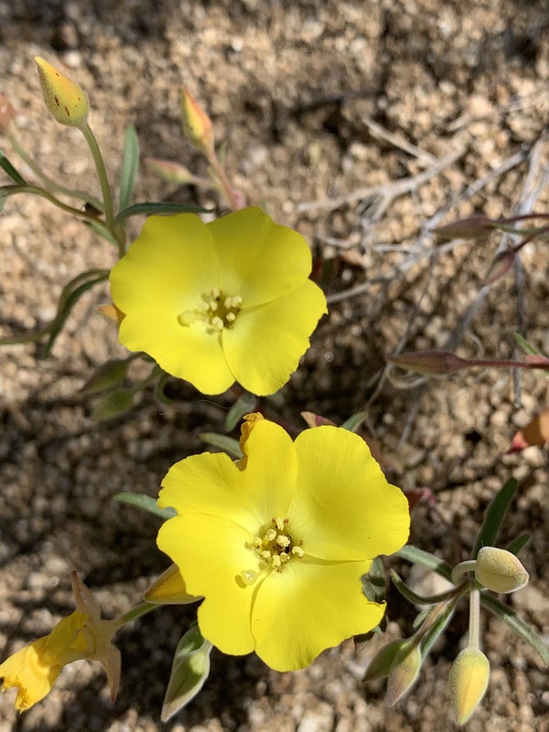 Camissonia kernensis subsp. gilmanii photo 7