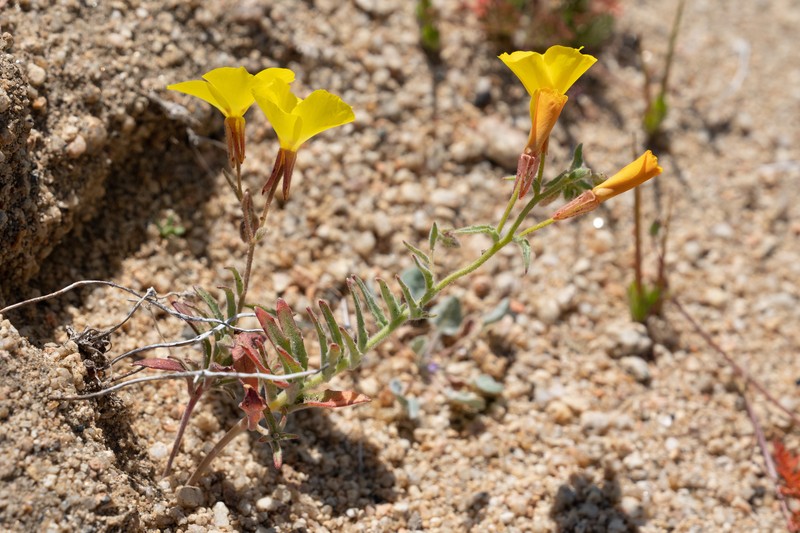 Camissonia kernensis subsp. kernensis