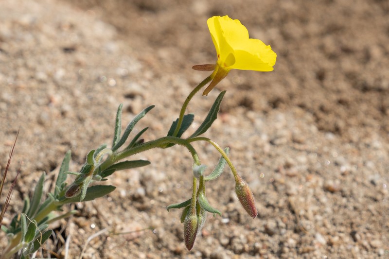 Camissonia kernensis subsp. kernensis photo 2