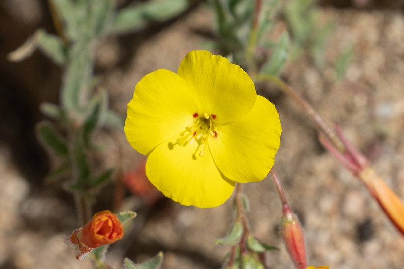 Camissonia kernensis subsp. kernensis photo 3