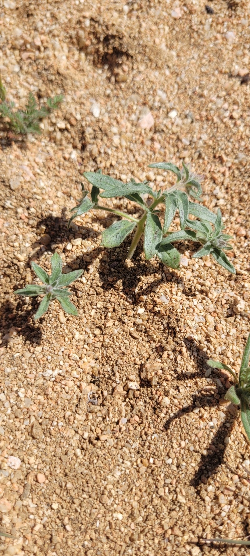 Camissonia kernensis subsp. kernensis photo 4