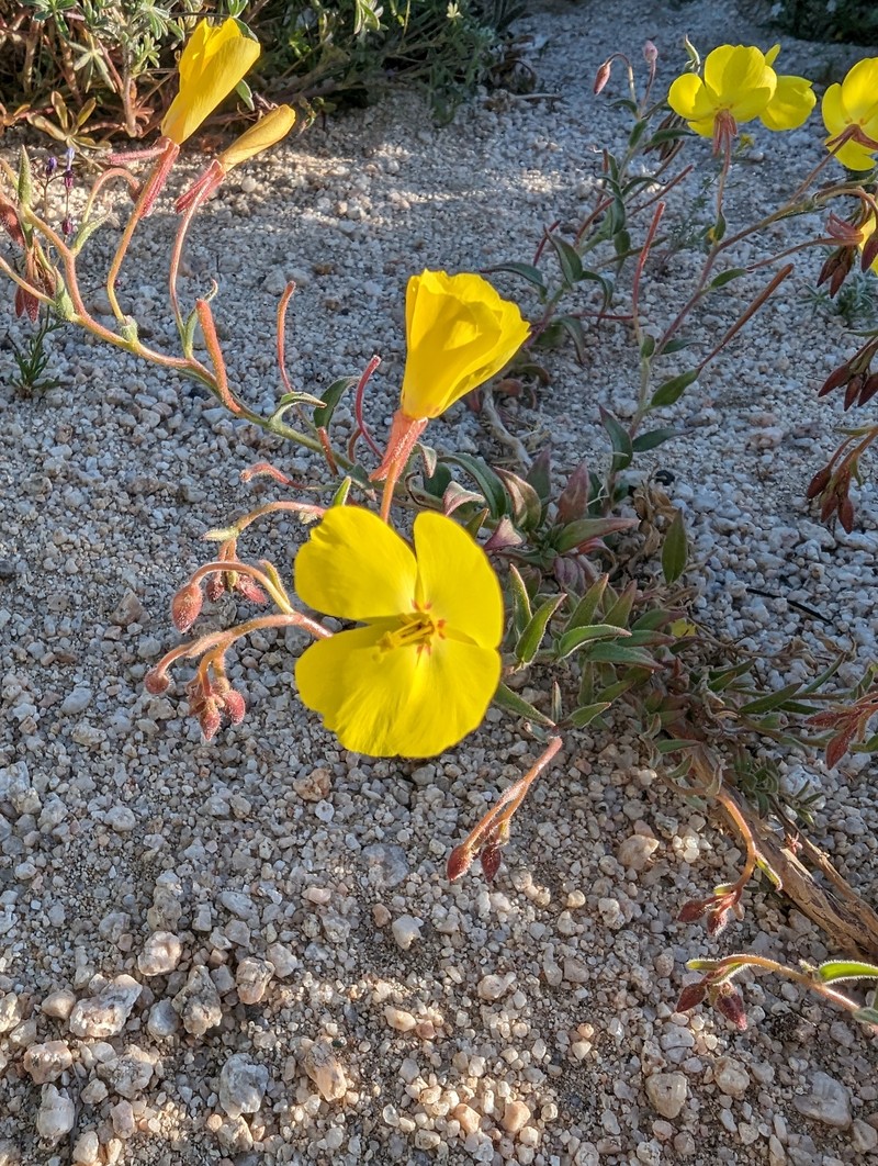 Camissonia kernensis subsp. kernensis photo 5