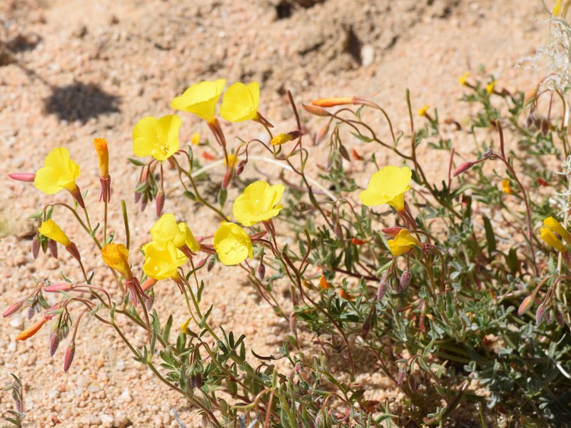 Camissonia kernensis subsp. kernensis photo 6
