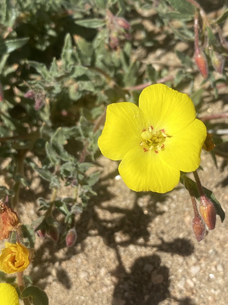 Camissonia kernensis subsp. kernensis photo 7