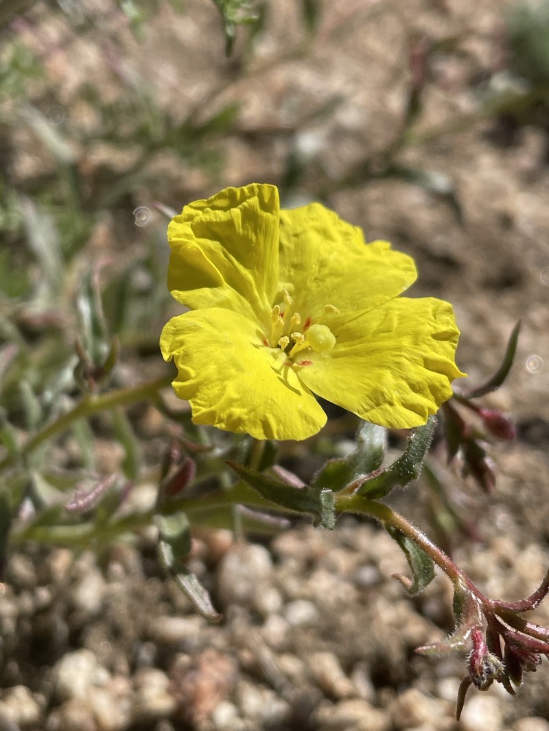 Camissonia kernensis subsp. kernensis photo 8