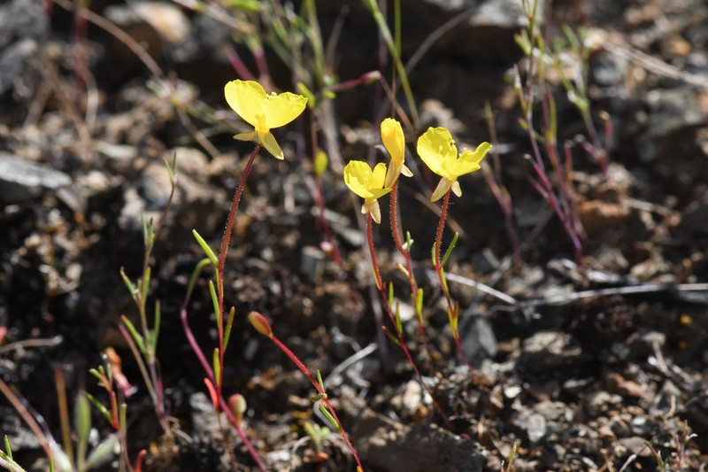 Grassland Suncup photo 2