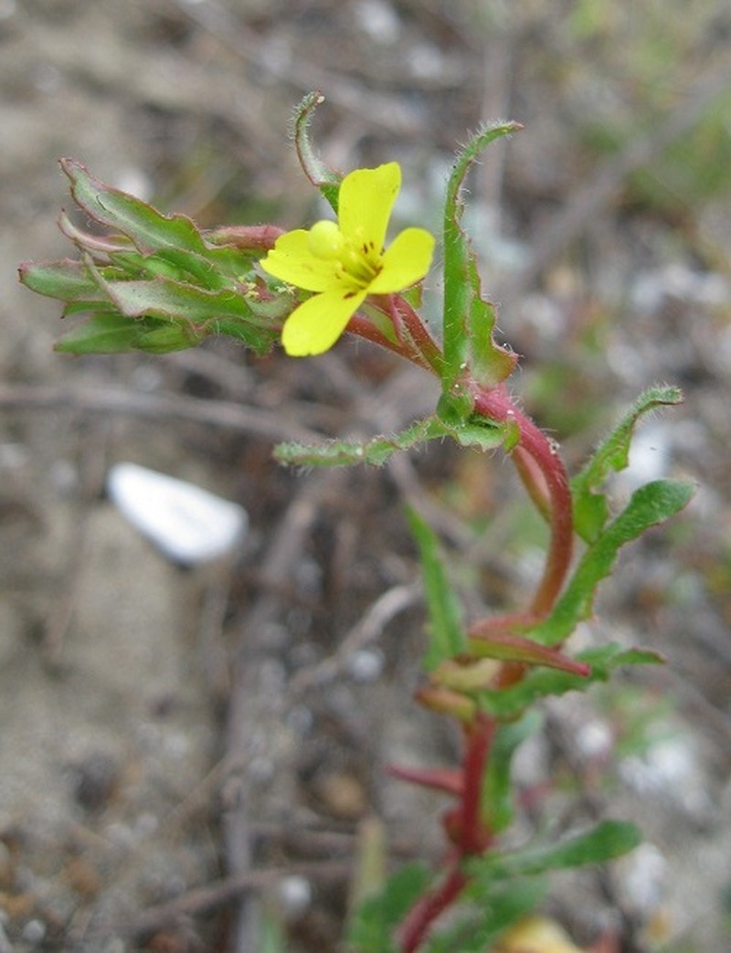 Lewis' Evening Primrose