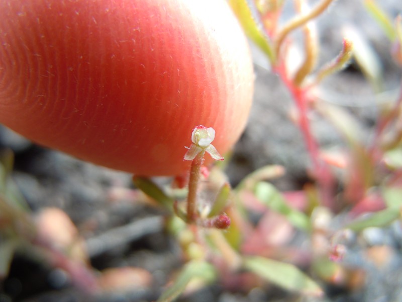 Small Evening Primrose