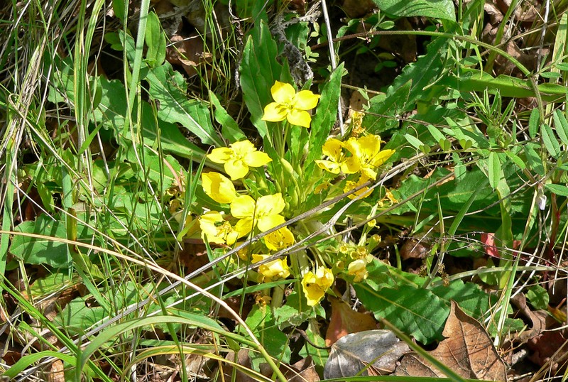 Goldeneggs photo 2