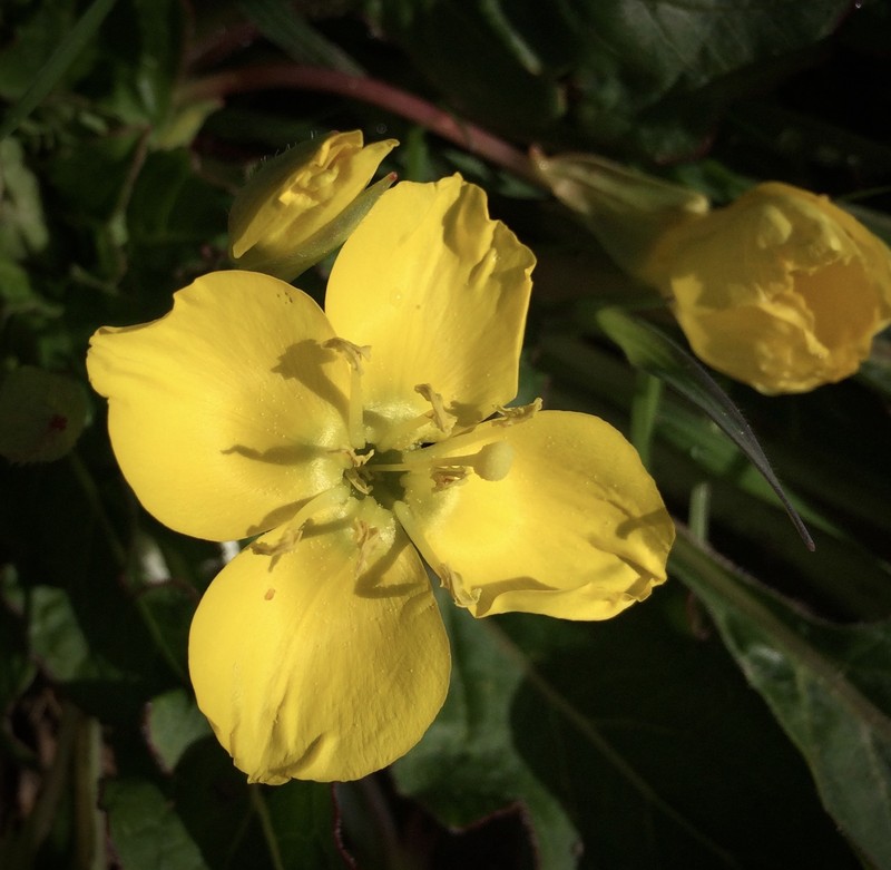 Goldeneggs photo 3