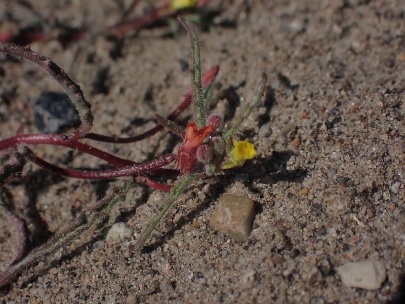 Little Wiry Suncup