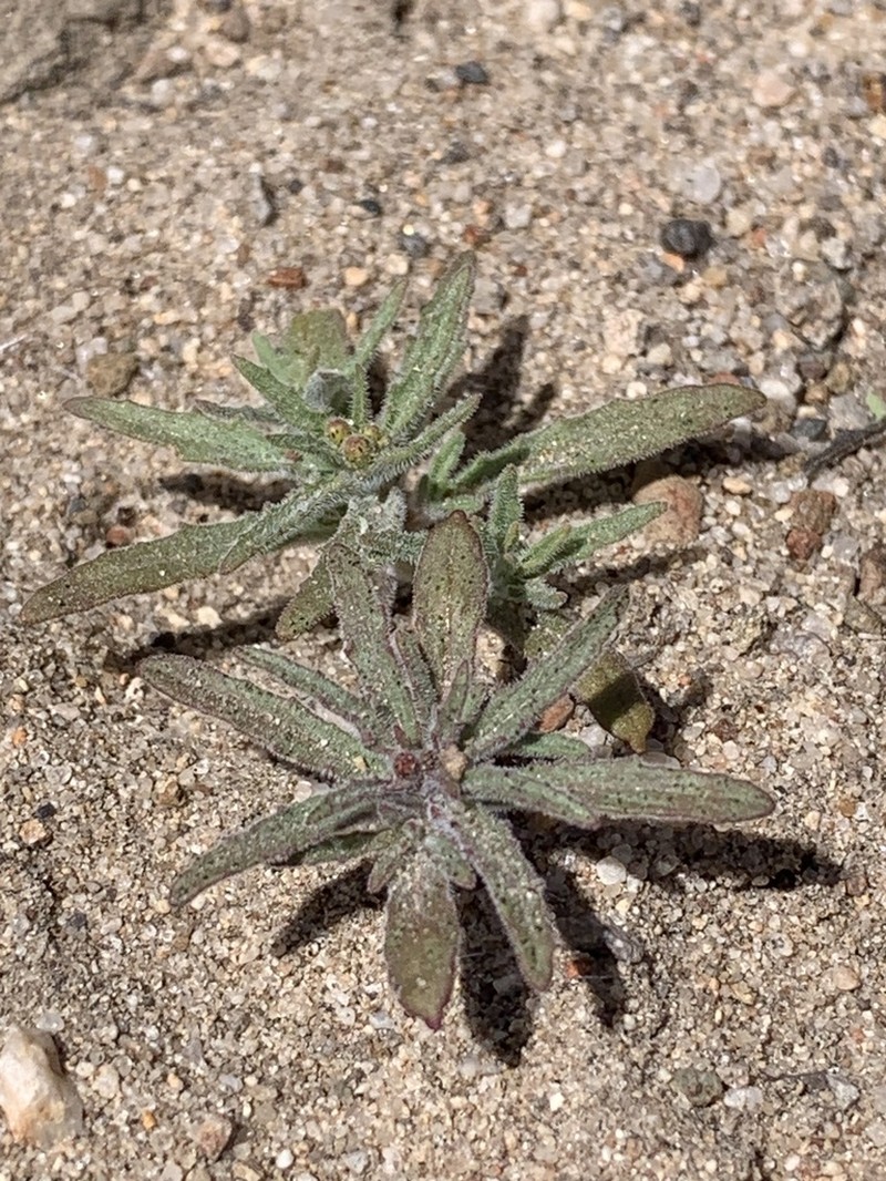 Little Wiry Suncup photo 2