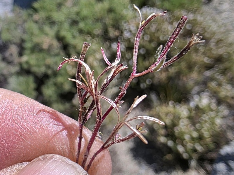 Little Wiry Suncup photo 3