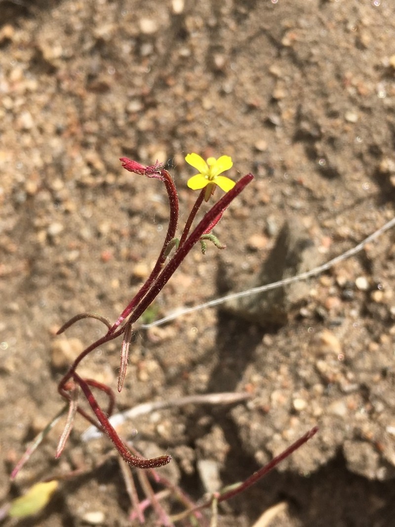 Little Wiry Suncup photo 4