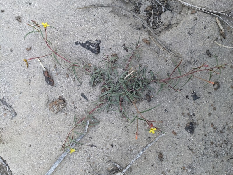 Little Wiry Suncup photo 5