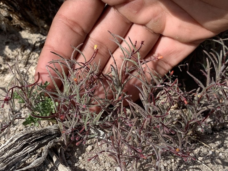 Little Wiry Suncup photo 6