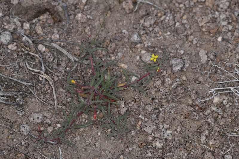 Little Wiry Suncup photo 7
