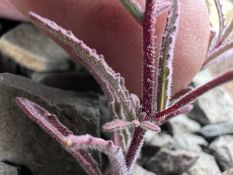 Little Wiry Suncup photo 8