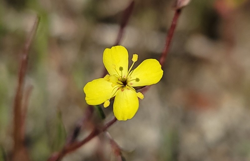 Sierra Suncup photo 2