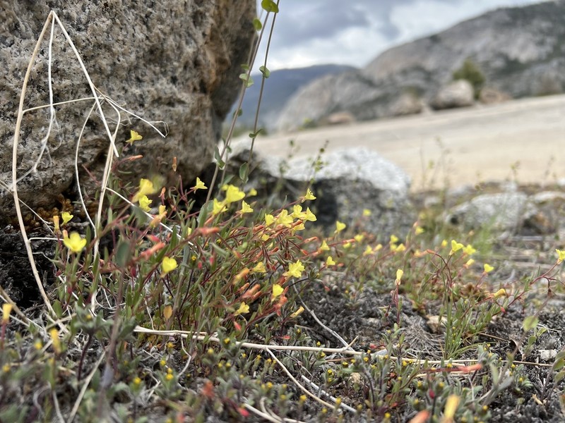 Sierra Suncup photo 3