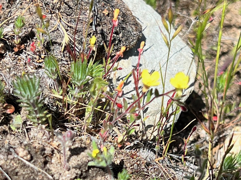 Sierra Suncup photo 4