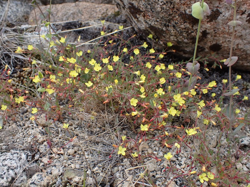 Sierra Suncup photo 5