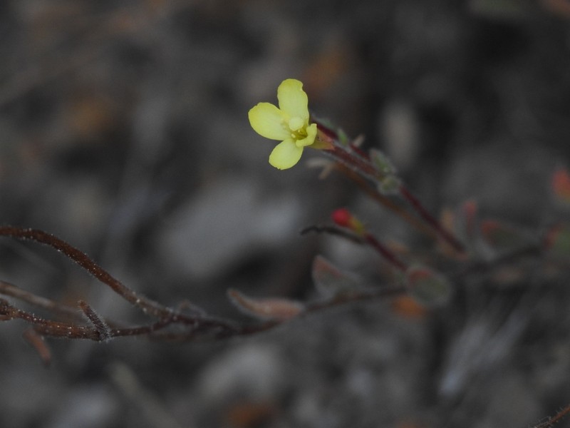 Sierra Suncup photo 7