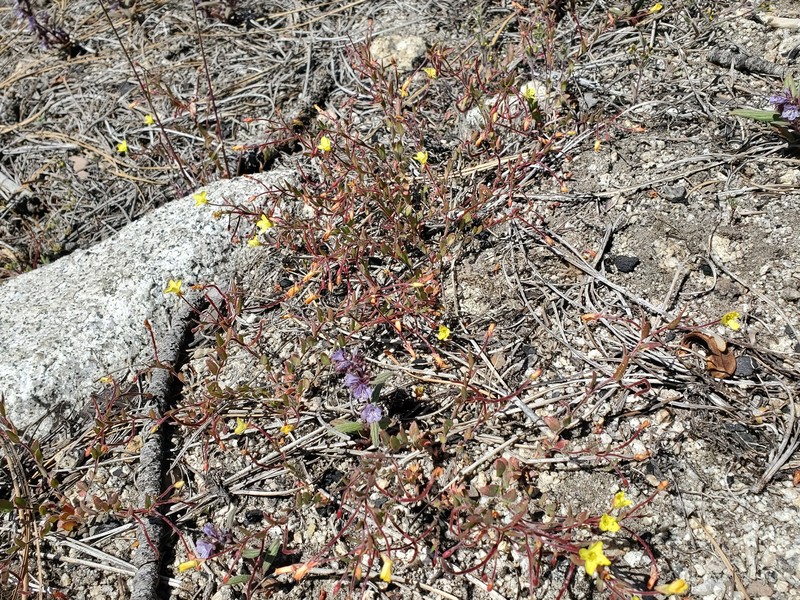 Camissonia sierrae subsp. alticola