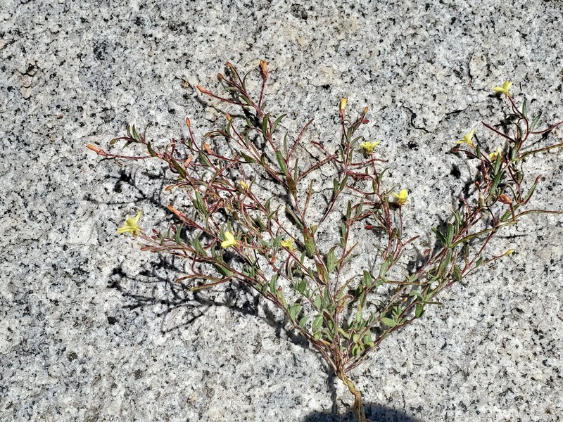 Camissonia sierrae subsp. alticola photo 2
