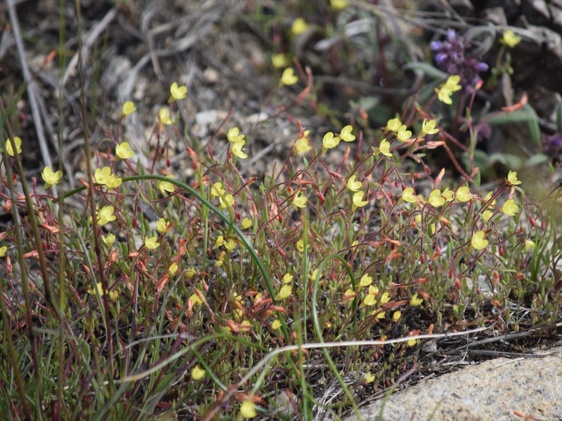 Camissonia sierrae subsp. alticola photo 3