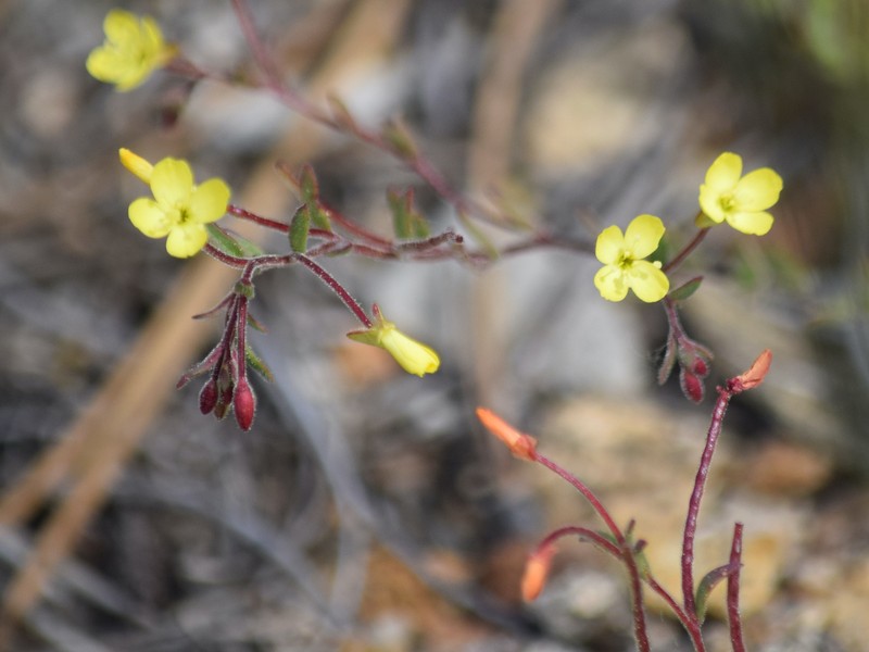 Camissonia sierrae subsp. alticola photo 4