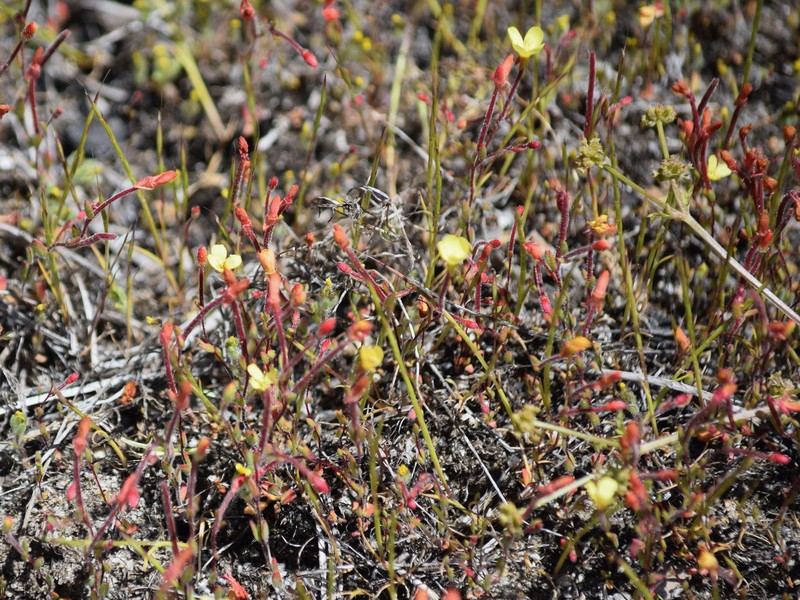 Camissonia sierrae subsp. alticola photo 5