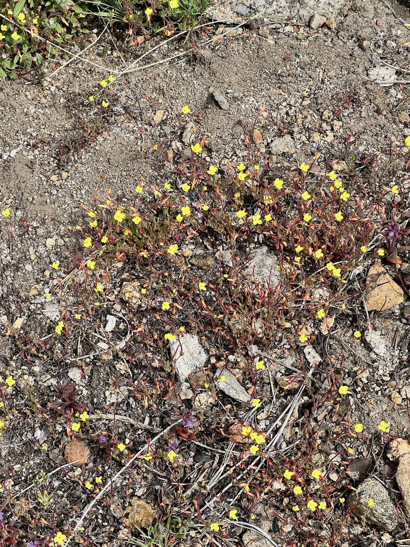 Camissonia sierrae subsp. alticola photo 6